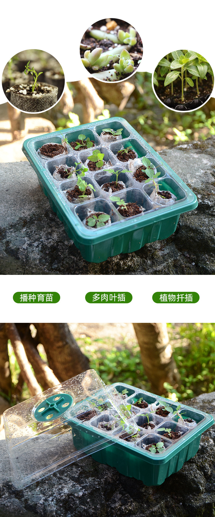 园艺育苗箱育苗盒扦插盆播种叶插穴盘闷养盖12孔6孔育苗箱叶插土