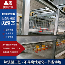 全自动框架肉鸡笼层叠式蛋鸡笼自动清粪养殖设备全套养鸡设备
