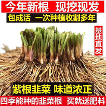 窄叶韭菜根种苗500颗宽大红根农家宽叶小植物秋冬韭菜苗细叶花盆