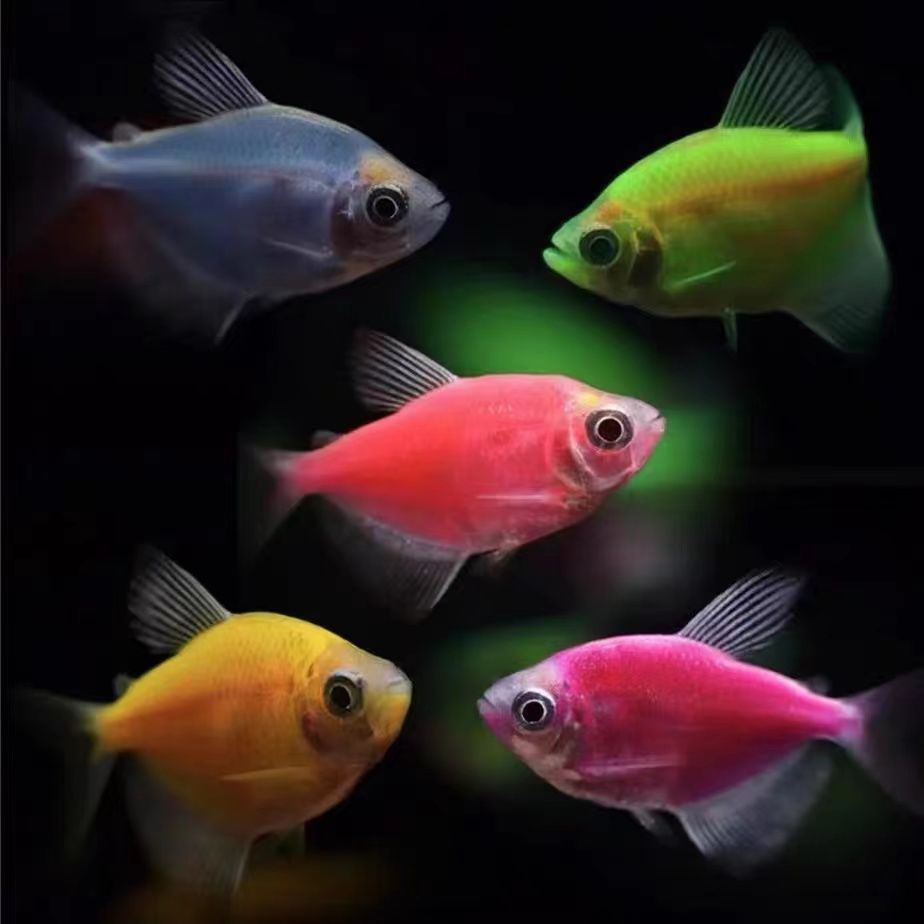 天使鱼观赏鱼金鱼活鱼淡水热带鱼翡翠斑马七彩天使鱼大号好养耐活