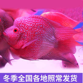 十八罗汉鱼活体麒麟鹦鹉鱼罗汉鱼元宝可群养