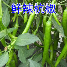 杭椒一号辣椒种子线椒种子丰产蔬菜种孑高产抗病四季播