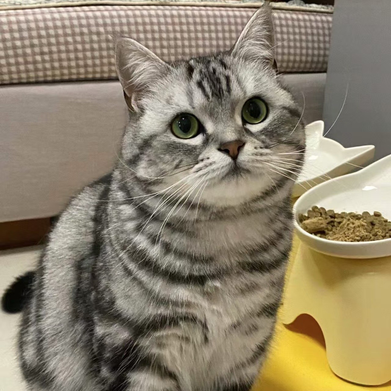 纯种美短虎斑猫幼猫活体美国短毛猫宠物猫幼崽美短起司加白猫活体