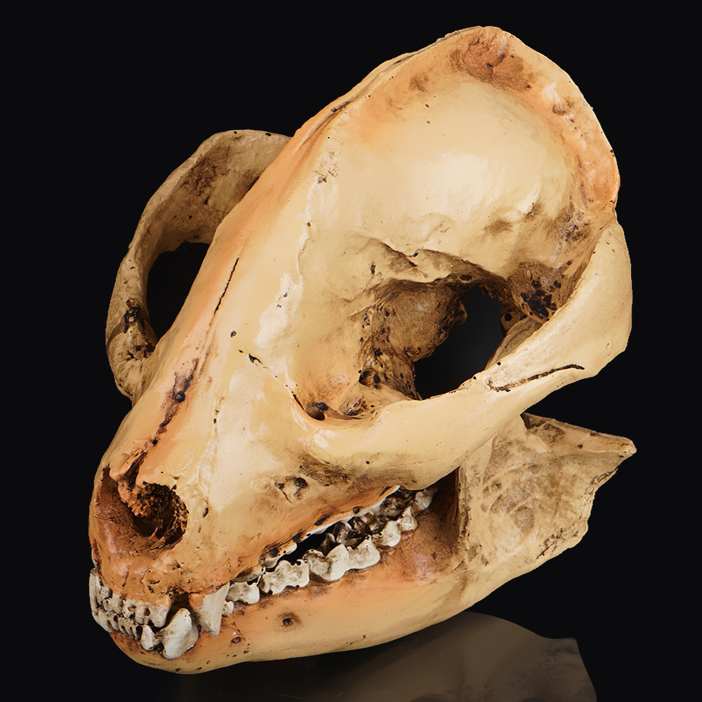 动物骷髅头小熊猫骷颅头动物园头骨模型展示树脂工艺品万圣节道具