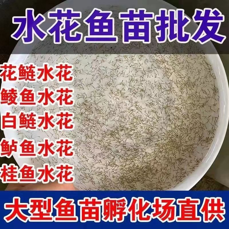 水花鱼苗鲫鱼草鱼桂鱼大头花鲢白鲢青鱼鲤鱼鲈鱼翘嘴鱼活体其他