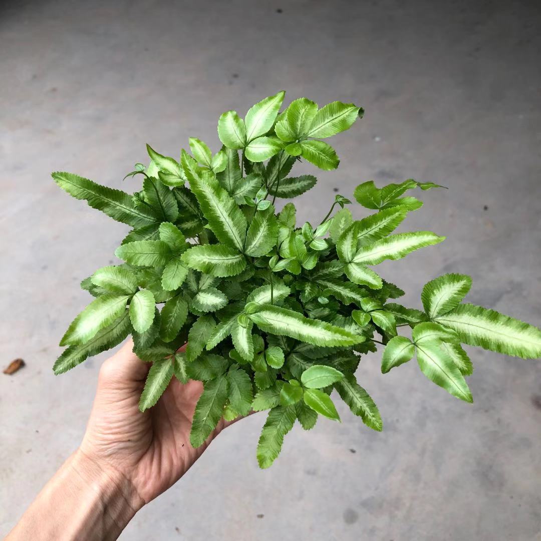 【基地批发】批发工程绿化盆栽 室内耐阴观叶绿植 a90#阿波蕨