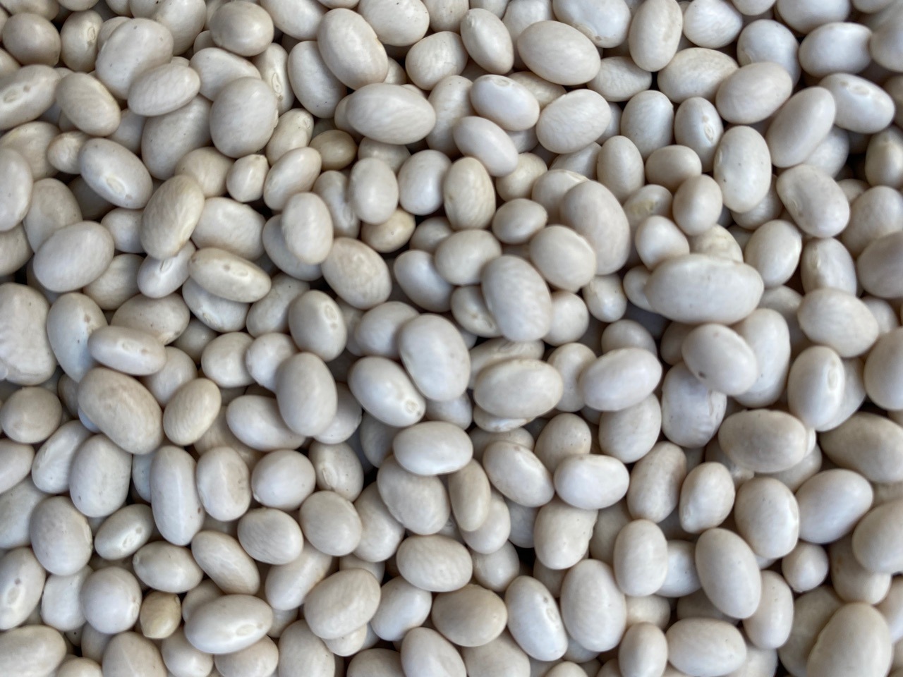 农家自种小白豆 珍珠豆 白芸豆 弹子豆 肾豆 中餐炖汤原料批发