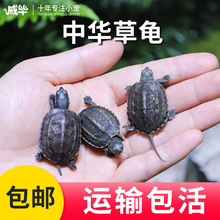 佛州甜甜圈龟活体宠物乌龟活体淡水两栖观赏龟大河甜甜圈包邮包活