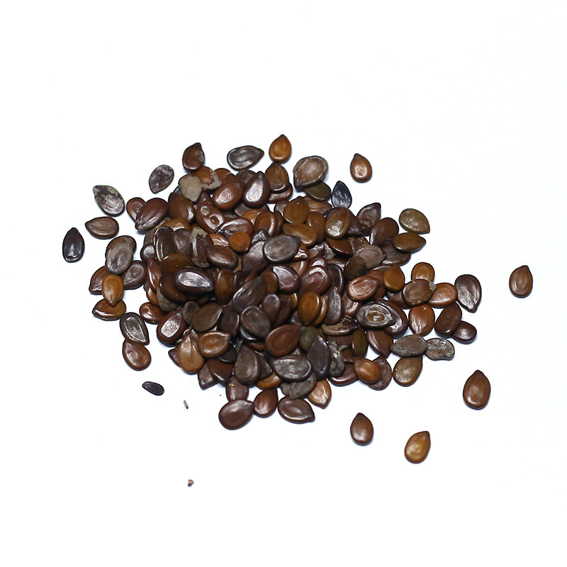 相思树种子种子金银种子园林庭院绿化植物