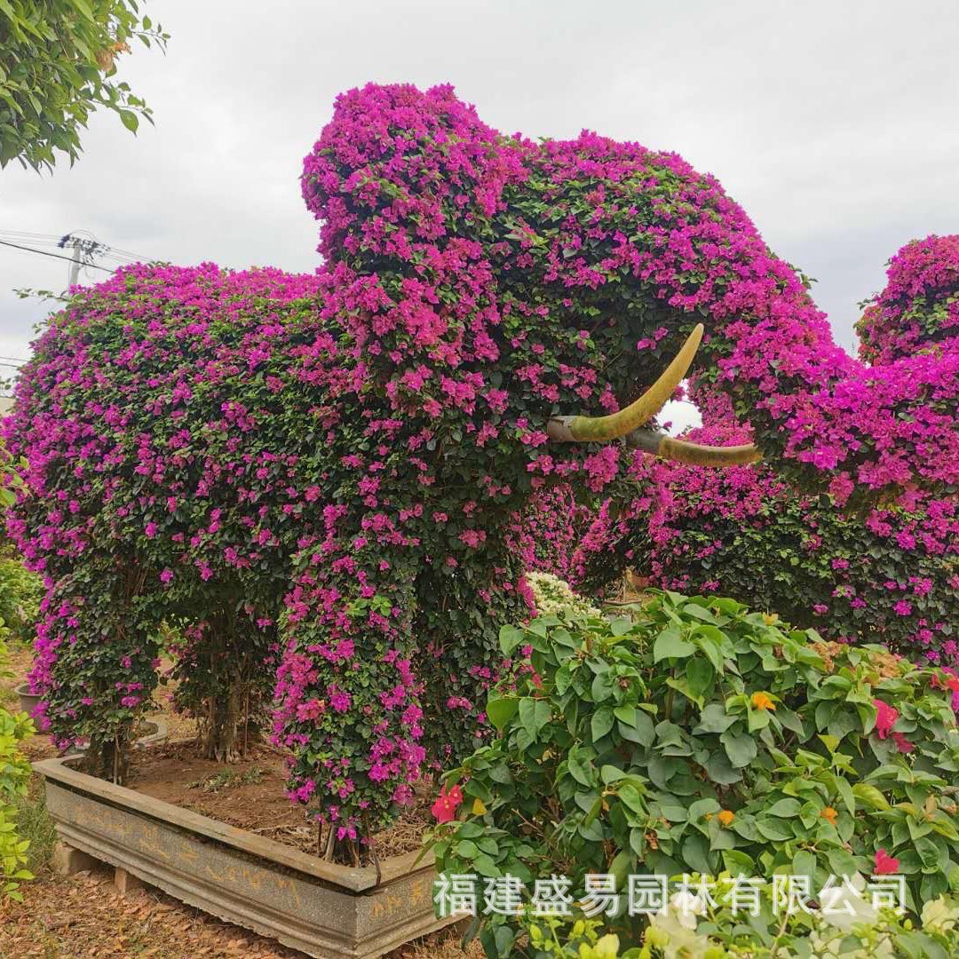 动物造型三角梅价格 龙孔雀凤凰大象牛羊蛇猴三角梅 勒杜鹃叶子花