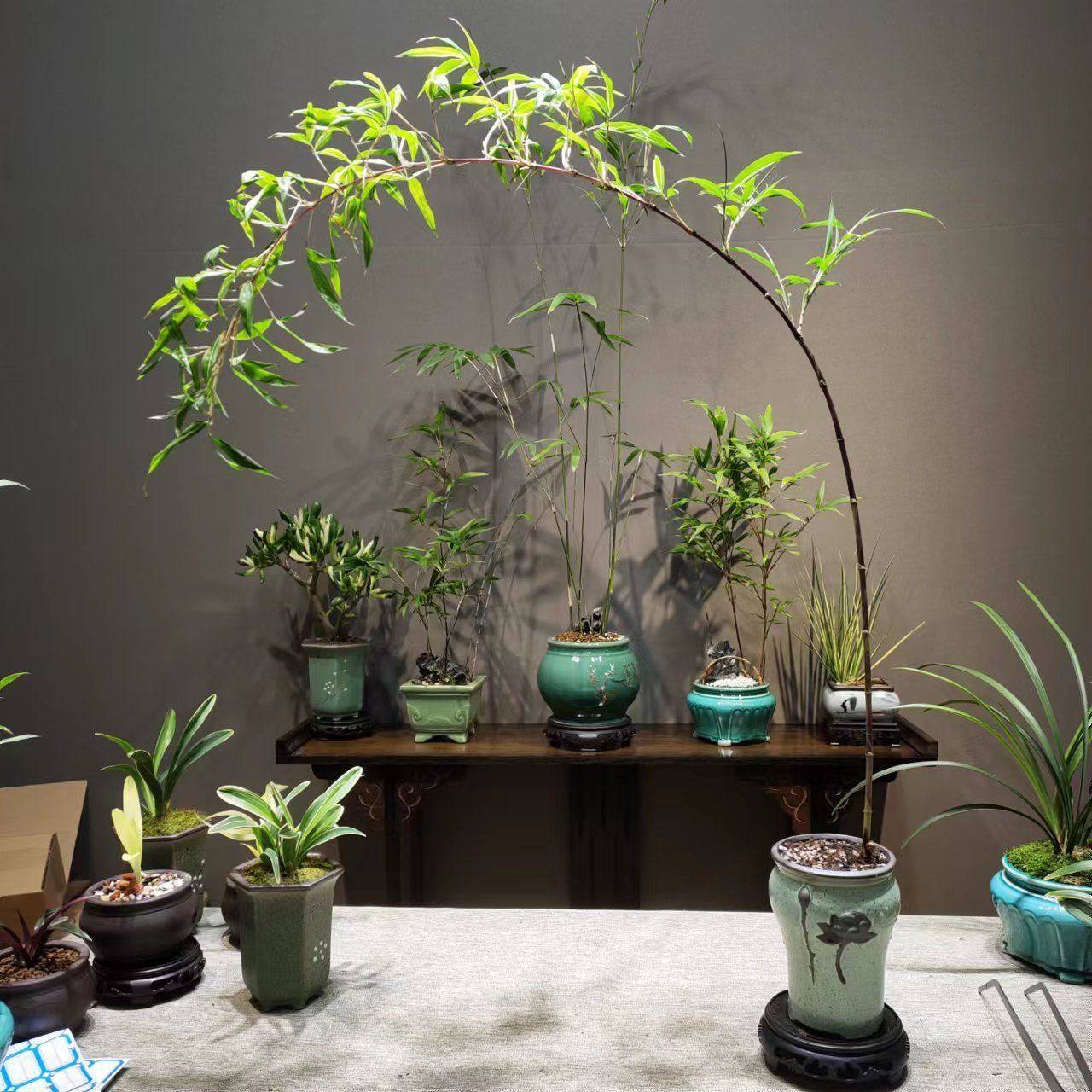 小叶簕竹室内盆栽飘支紫寒竹盆景庭院桌面绿植微盆景竹苗观赏竹跨