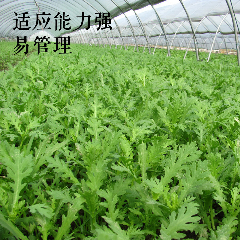 散装茼蒿种子 同蒿 菊花菜 光杆茼蒿 优质蔬菜中叶小叶茼蒿种批发