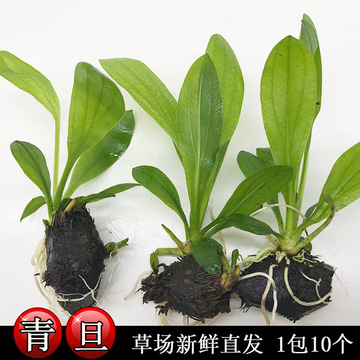 青旦头 鱼缸装饰 皇冠类 鱼缸草缸水族箱造景活体真水草装饰批发