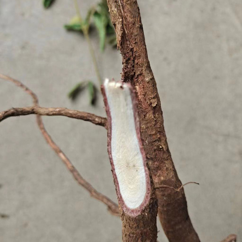 千斤拔中药材钻地风一条根老鼠尾透地龙吊马桩千斤吊箭根千金拔