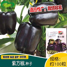 紫方椒种子 农田菜园春秋蔬菜肉厚中早熟紫菜椒方椒籽易种