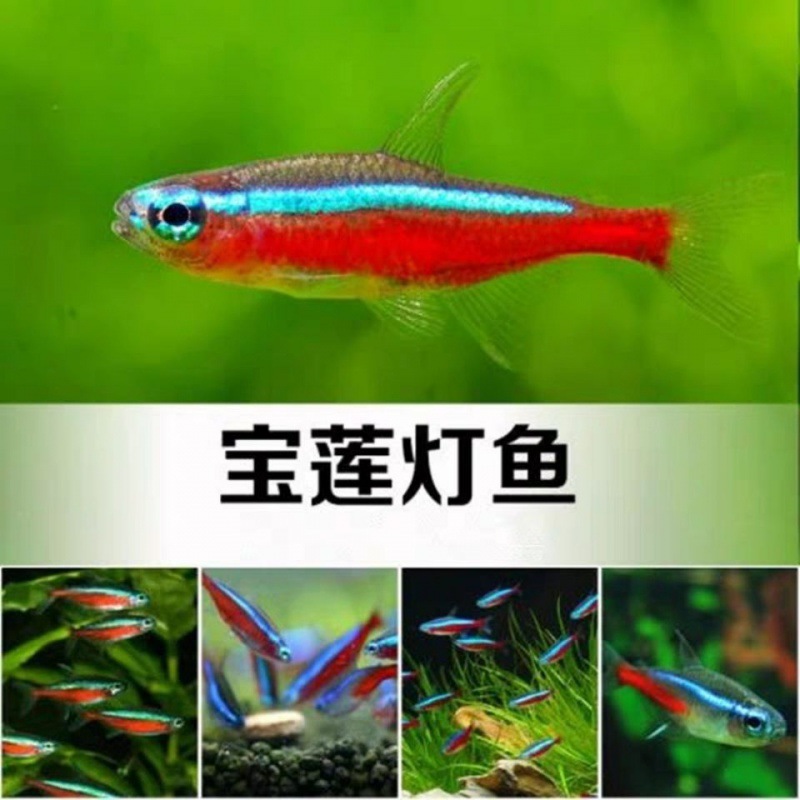 宝莲灯鱼10条包邮小型热带鱼观赏鱼活体群游草缸鱼灯科鱼包邮厂家