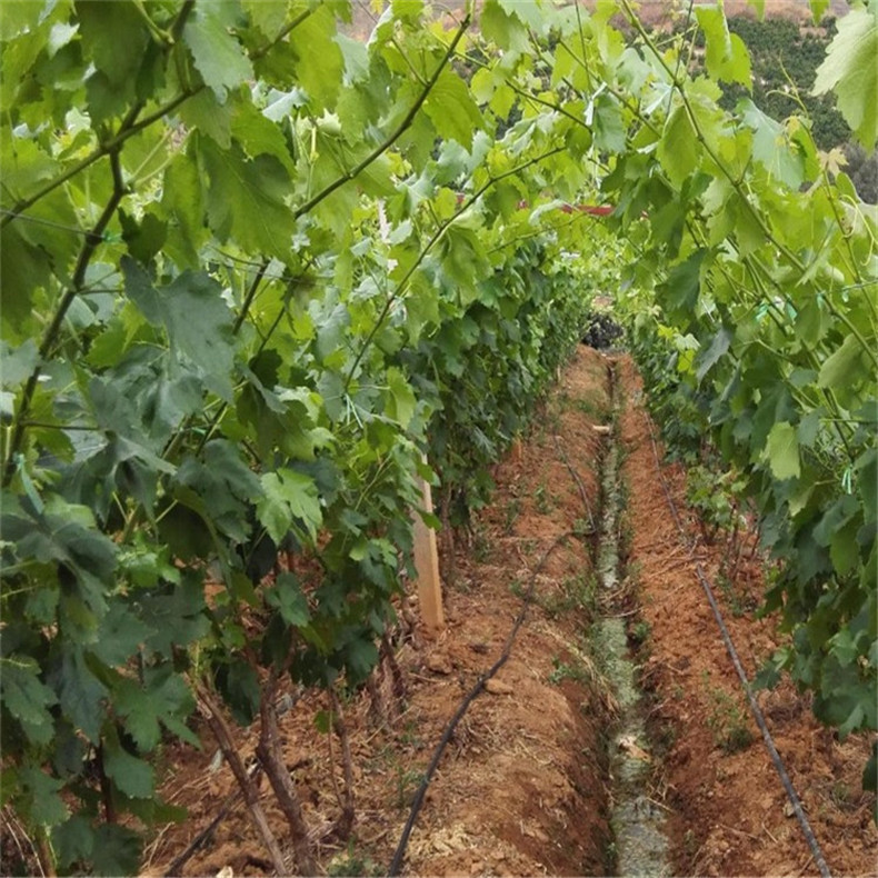 基地出售品种多样青提葡萄苗基地出售规格多样白鸡心葡萄苗