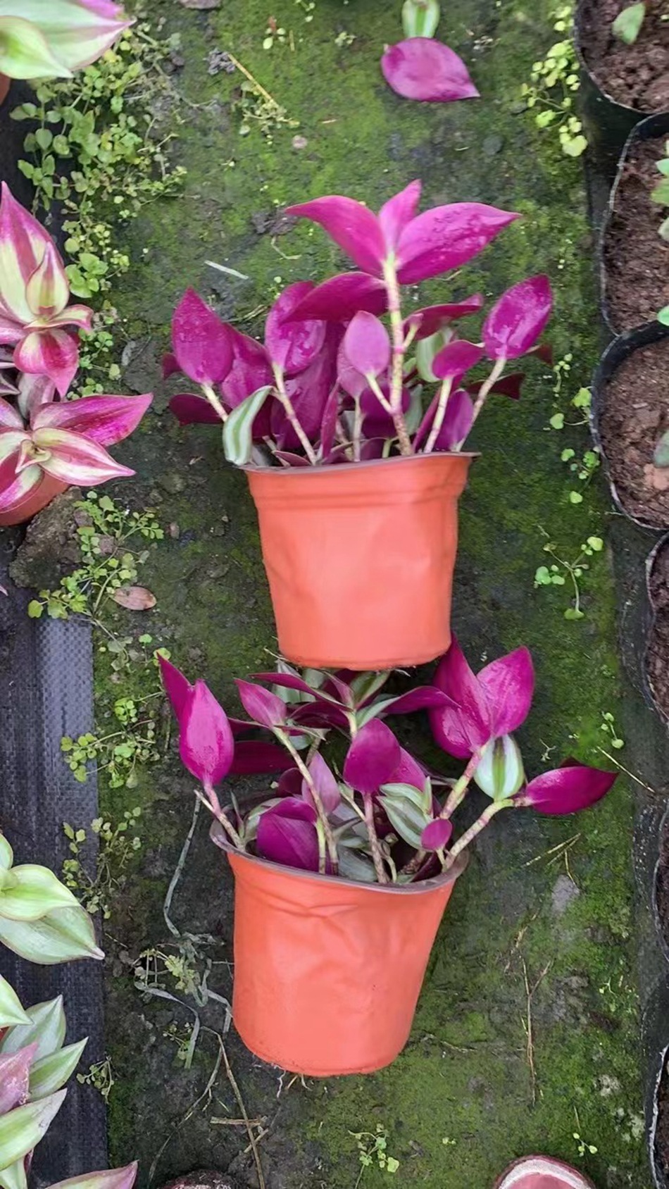 吊竹梅盆栽 吊竹兰 斑叶鸭跖草 甲由草 水竹草 花叶竹夹绿化植物