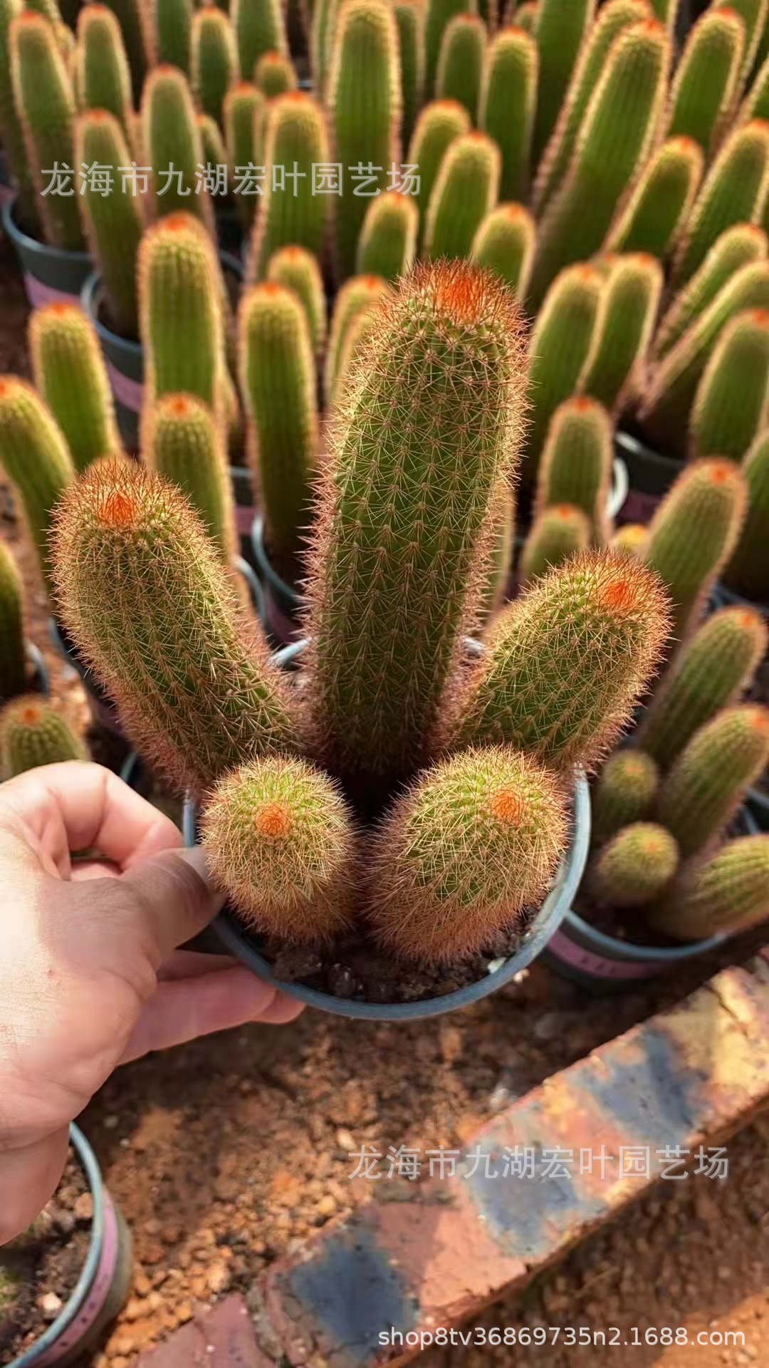 金妞群仙人柱多头金纽柱鼠尾柱属仙人球沙生植物仙人掌多肉植物