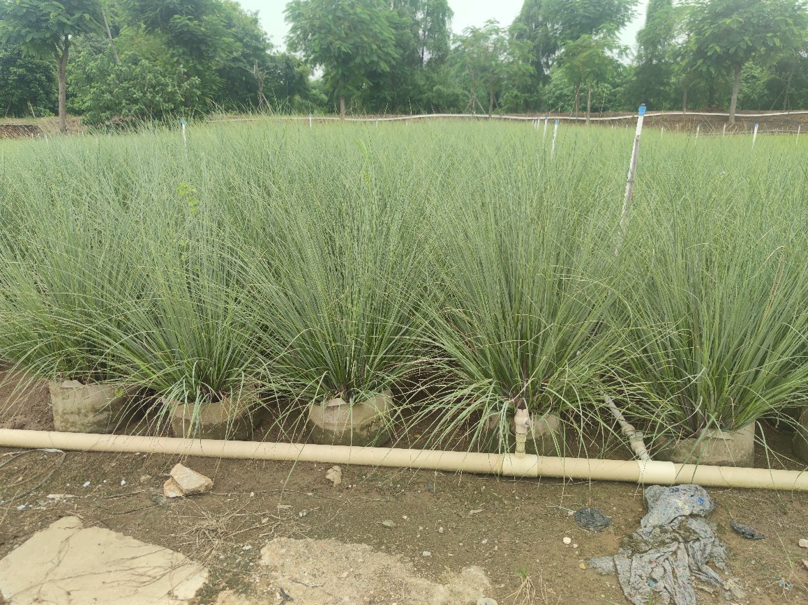 2108供应蒲苇草矮蒲苇12米高美植袋苗绿化观赏草生长快