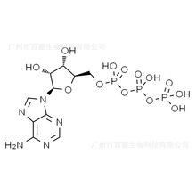 腺苷-5'-三磷酸 ATP、5'-三磷酸腺苷 Adenosine triphosphate