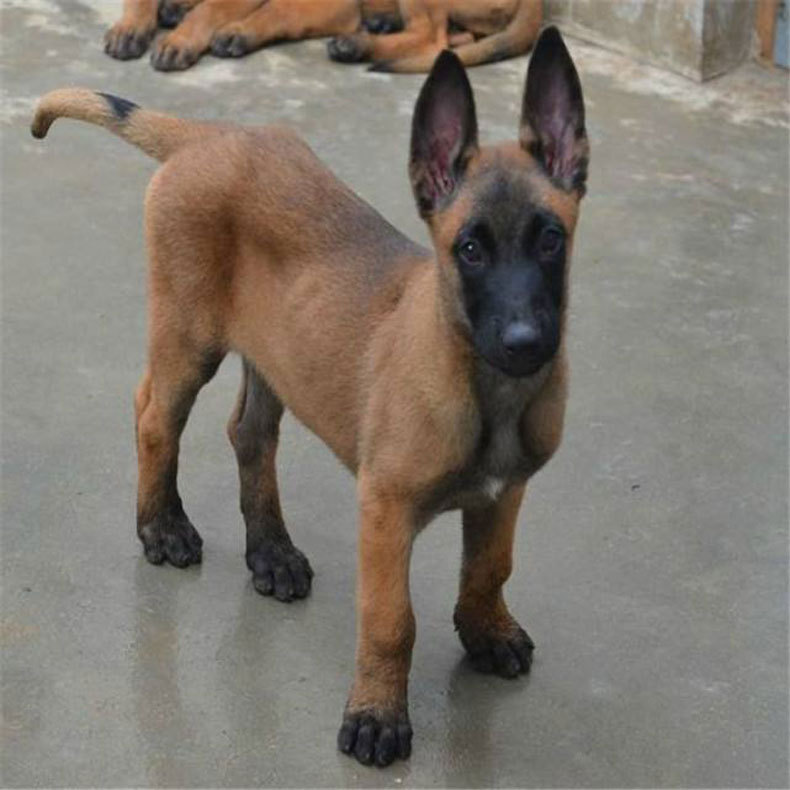 马犬幼犬活体小马犬幼崽马犬狗活体宠物狗狗马犬莱州红马犬中型犬