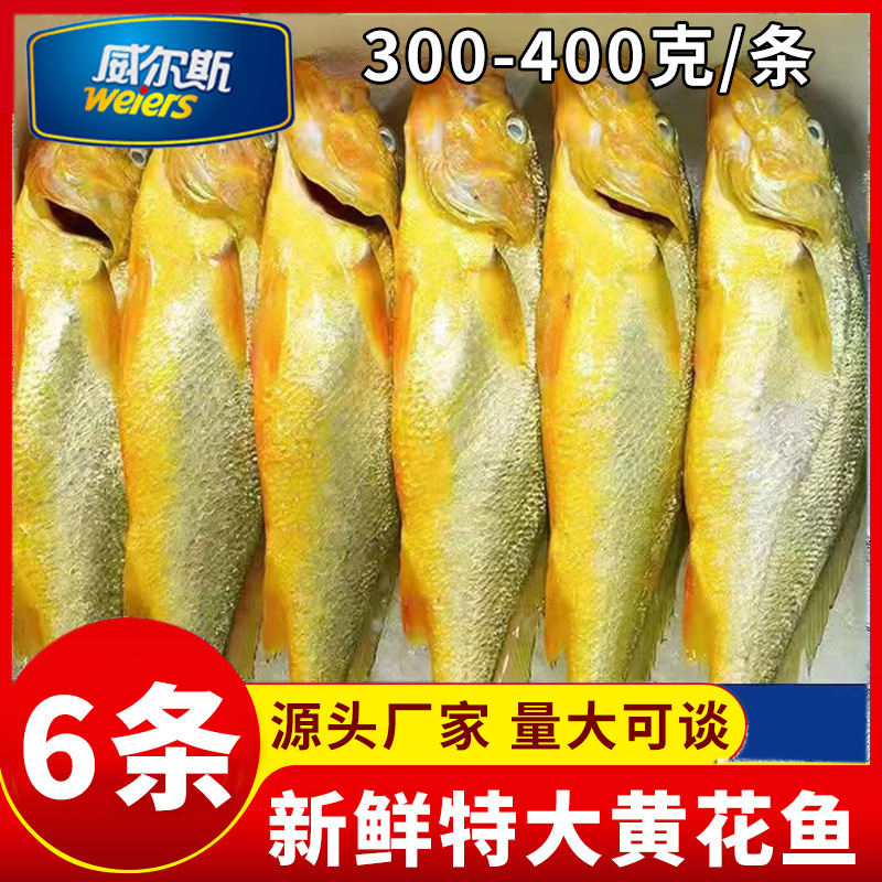 宁德三都澳大黄花鱼整条300-400g冻货冰鲜海鲜整箱批发霞浦水产
