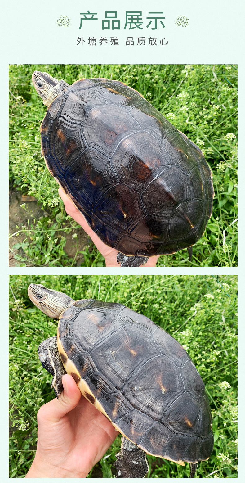 可食用超大珍珠龟活体花龟活物台湾草龟可食用龟活物直销批发包邮