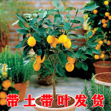一件代发香水柠檬树苗盆栽带果室内室外手指无籽四季柠檬苗食用柠