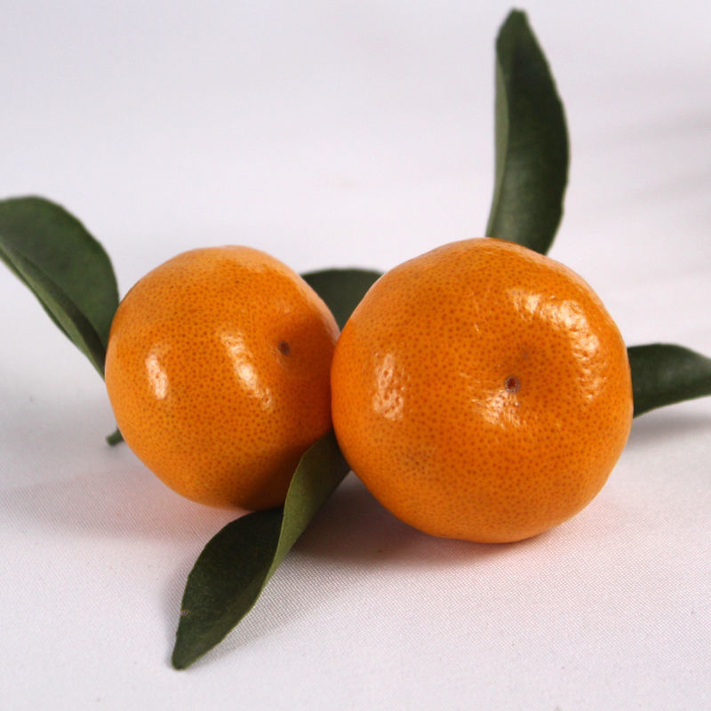 现货现摘正宗广西新鲜沙糖桔水果小橘子超甜桔子9斤5