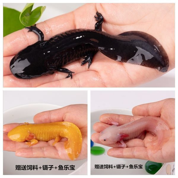 六角恐龙鱼淡水冷水鱼金鱼饲料乌龟锦鲤观赏鱼活体宠物-阿里巴巴