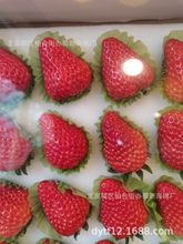 供应礼盒草莓海绵衬垫/礼盒草莓海绵内托/礼盒草莓海绵内衬