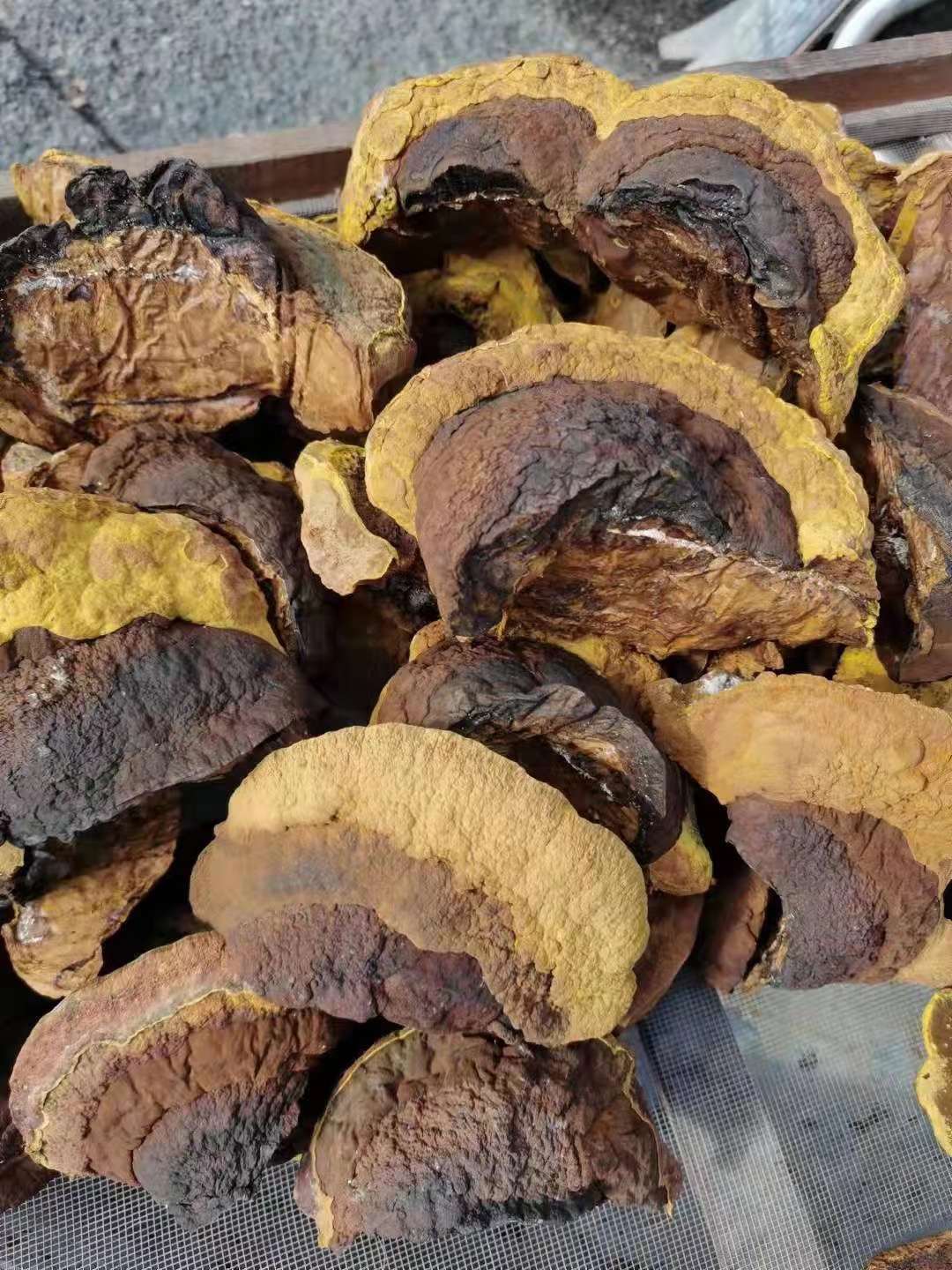 东北特产桑黄 长白山脉 针层孔菌桑耳桑黄干货批发桑黄-阿里巴巴