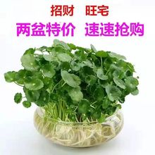 铜钱草水培水养新鲜植物桌面盆栽金钱草花卉室内吸甲醛办公室客厅