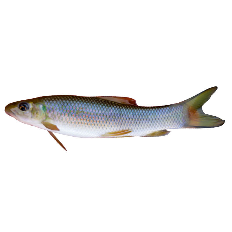 华鲮青龙棒鱼苗观赏鱼淡水鱼饵料鱼活体包邮养殖食用原生鱼-阿里巴巴