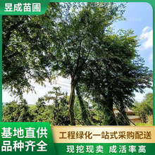 朴树景观绿化各规格多杆种植基地常年供应四季常青丛生行道朴树