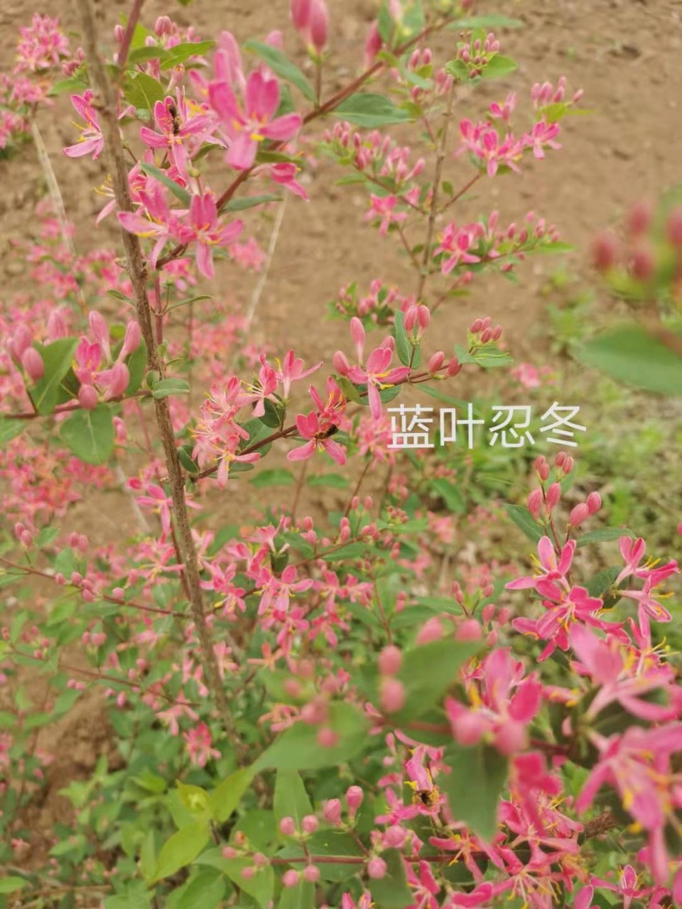 蓝叶忍 冬金银忍 冬红花忍冬 丛生忍冬