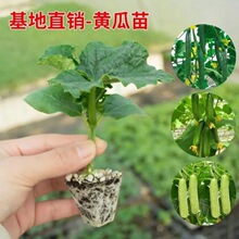 黄瓜苗高产抗病春秋蔬菜苗无刺水果小黄瓜露天种植蔬菜种苗黄瓜苗