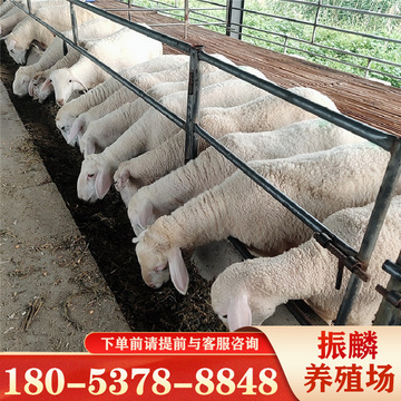 纯小尾寒羊活体 湖羊头胎二胎怀孕母羊 羊羔羊苗-阿里巴巴