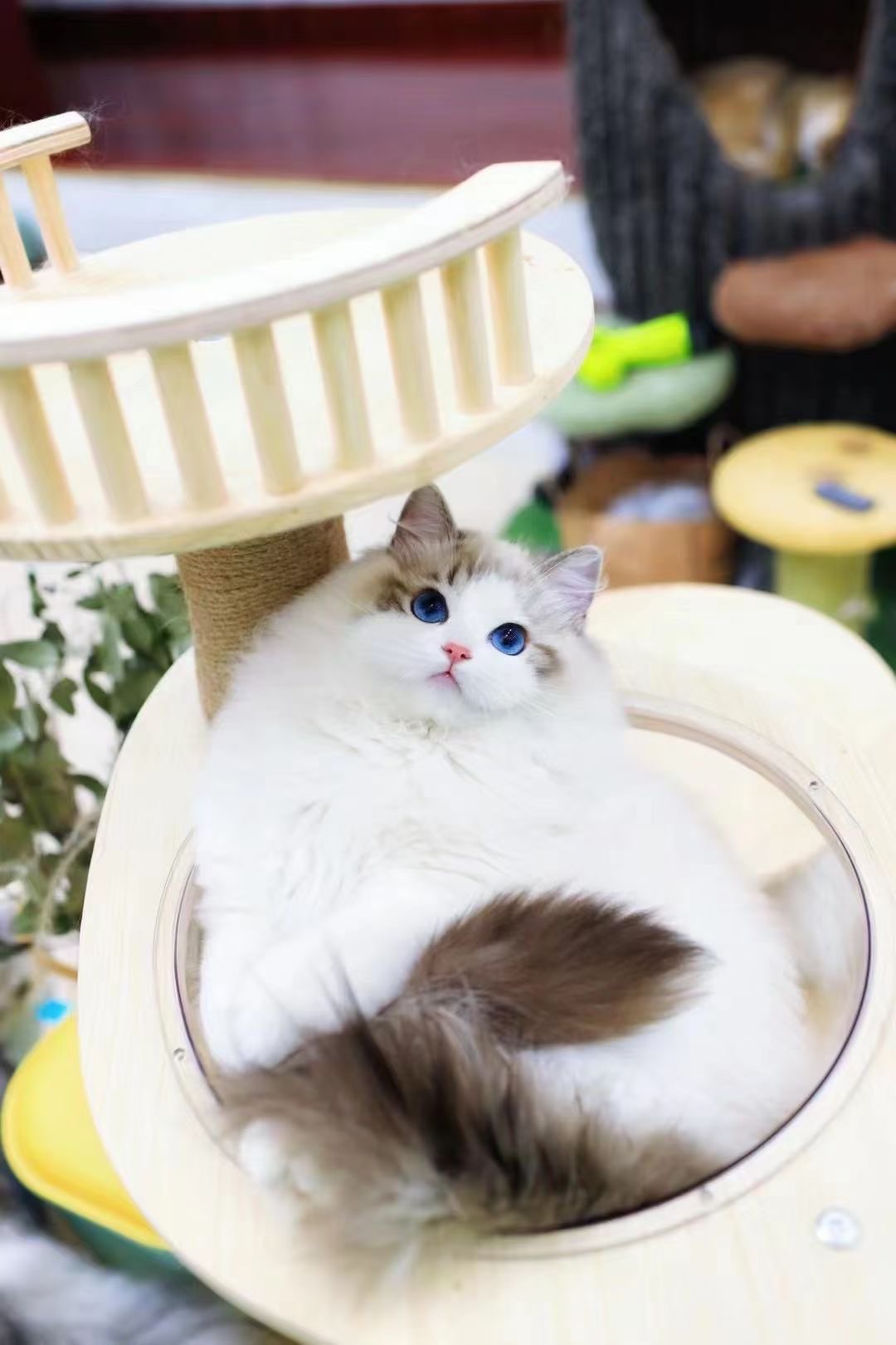 纯种海双布偶猫蓝双布偶重点色布偶猫山双布偶猫幼猫蓝眼宠物猫咪