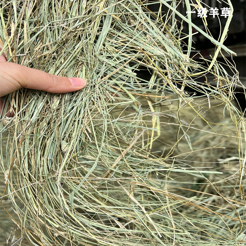 新羊草农业级羊草料牧草捆草料批发动物园干草饲料原料