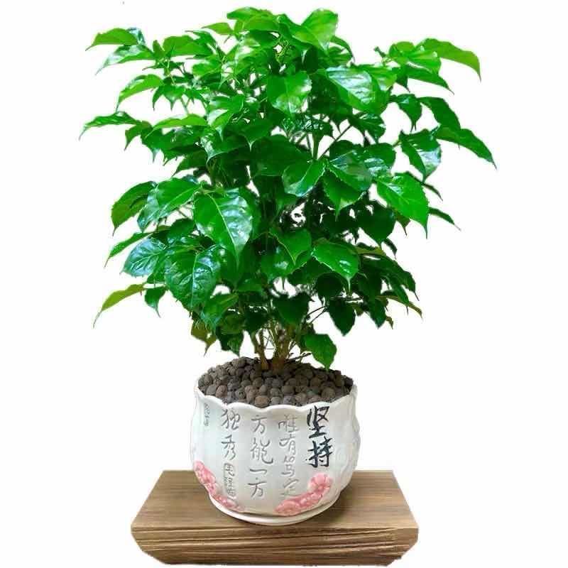 幸福树平安树绿植花卉小盆栽室内客厅办公室四季常青植物净化空气