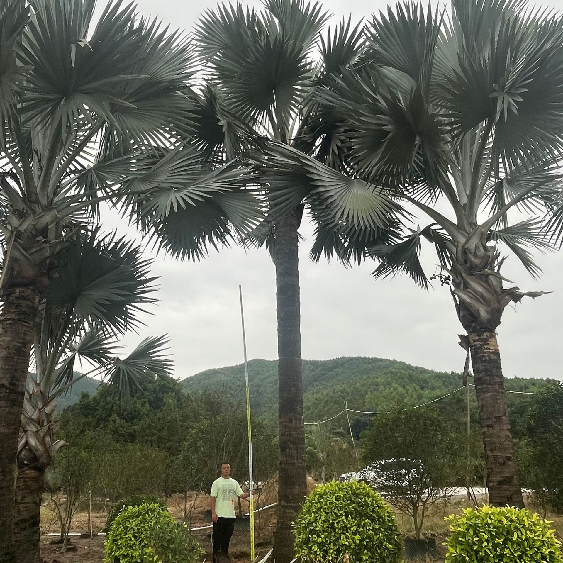 园林造景风景树棕榈树大型园林霸王棕热带植物景观树1-6米规格