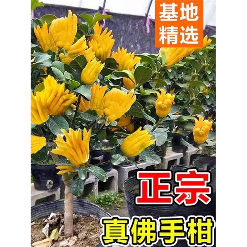 佛手树盆栽带果金华佛手柑盆景可食用果树苗阳台庭院四季花卉绿植