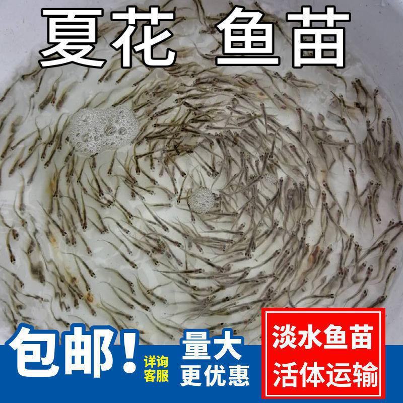 水花鱼苗批发鲫鱼鱼桂鱼大头花鲢白鲢青鱼鲤鱼武昌鱼翘嘴鱼