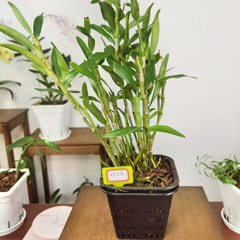 金钗石斛盆景鼓槌石斛兰盆栽可食用大丛石斛兰带盆带基质发货批发
