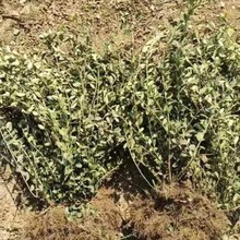 基地批发 小叶扶芳藤苗 大叶扶芳藤 爬行卫矛绿化工程苗