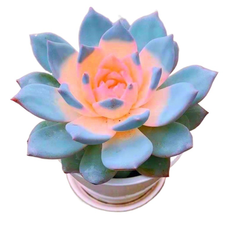 蓝鸟多肉植物套装办公室组合肉肉盆栽花卉绿植-阿里巴巴