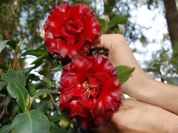 原生盆栽三四十公分高 黑魔法茶花 黑红色 花农产地批发-阿里巴巴