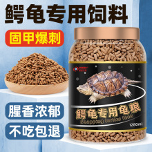 佛鳄龟苗凶猛鳄龟宠物 纯佛鳄龟 原种爆刺野后观活体宠物观赏宠物